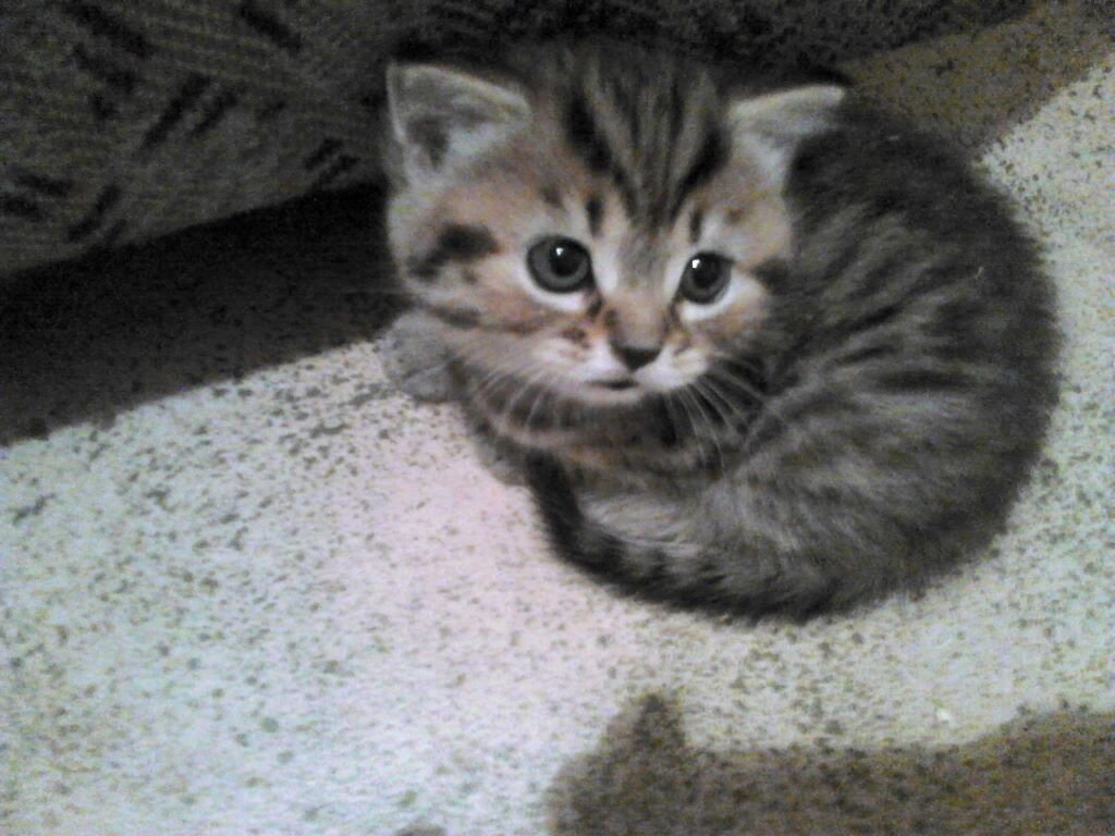 Один из моих бывших питомцев