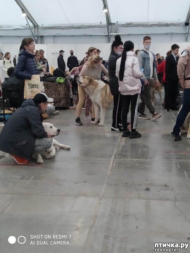 Выставка собак Тюмень. Ленэкспо выставка собак. Выставка собак Иркутск. Сфера выставка собак