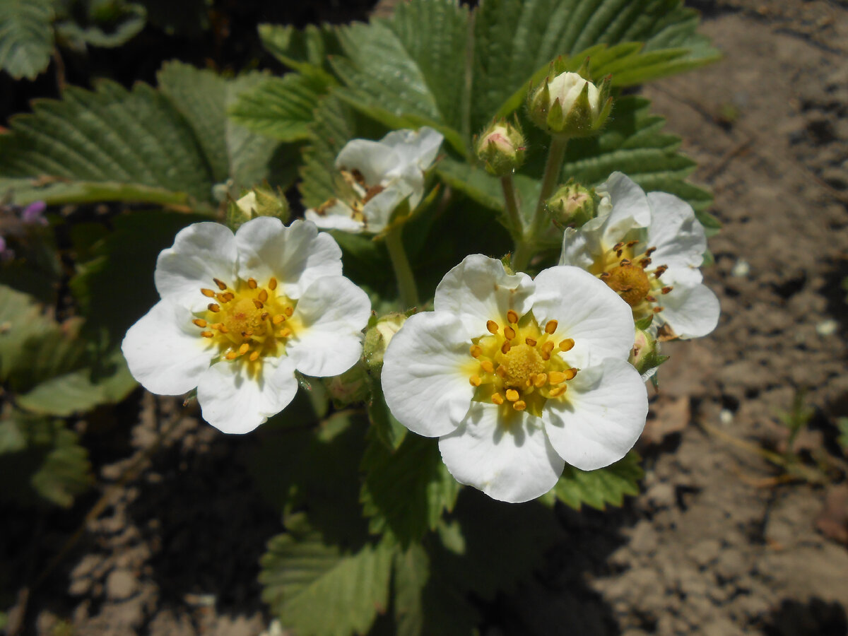 цветение клубники (фото используется по стандартной лицензии ovoshgryadka.ru) 