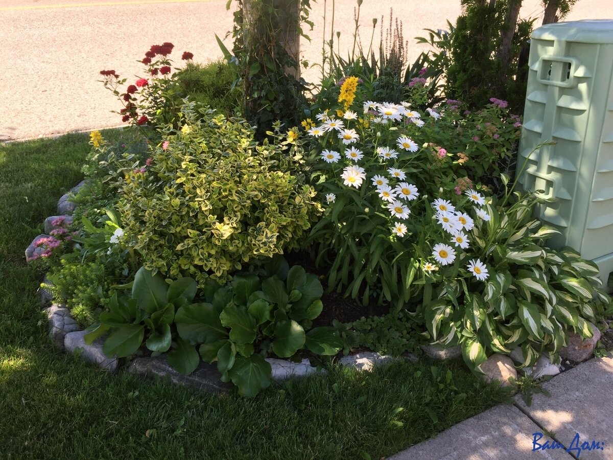 Клумбы в тенистых местах. Клумбы под деревьями на даче. Хоста вокруг яблони. Бархатцы под яблоней. Цветник под деревом.