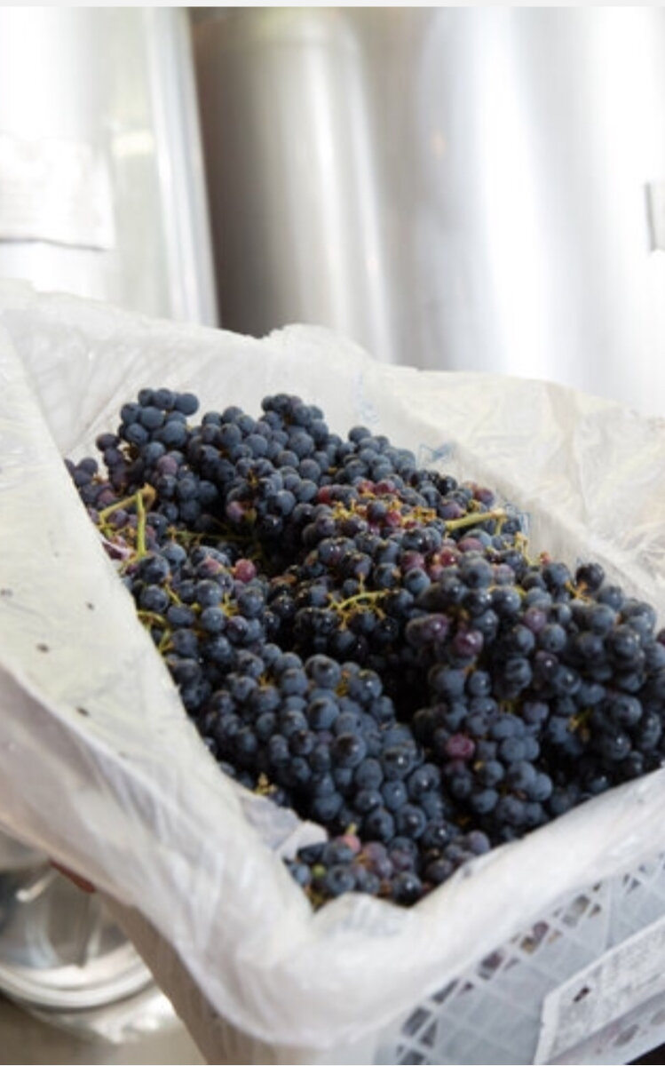 Рецепт домашнего виноградного вина🍇