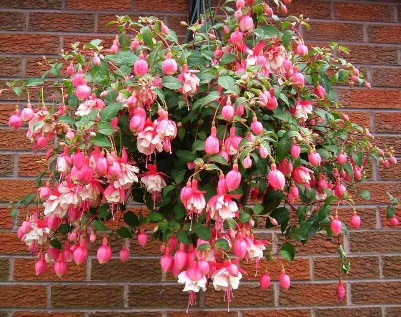 В холодном климате этот цветок лучше выращивать дома, вынося на улицу в теплое время. (Фото используется по стандартной лицензии ©hozvopros.com)