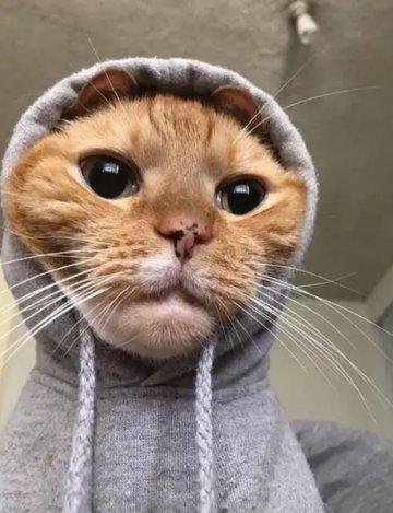 "Пап, я гулять."