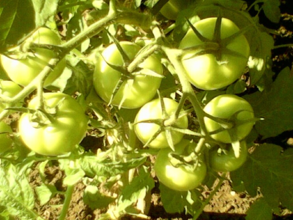 помидоры, фото автора