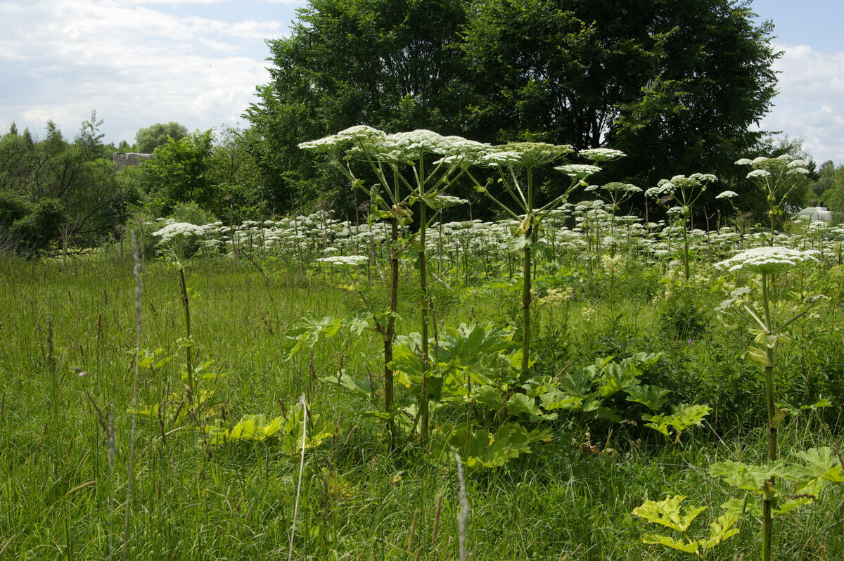 Фото 1. Поляна Борщевика Сосновского, близ деревни Льгово. Июль 2014 года.
