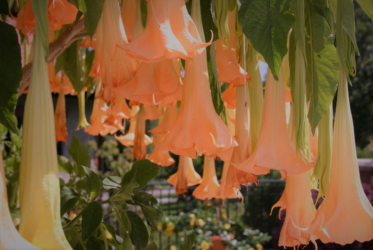 Бругмансия древовидная
