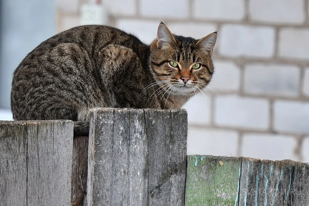 Фото по запросу Уличные кошки