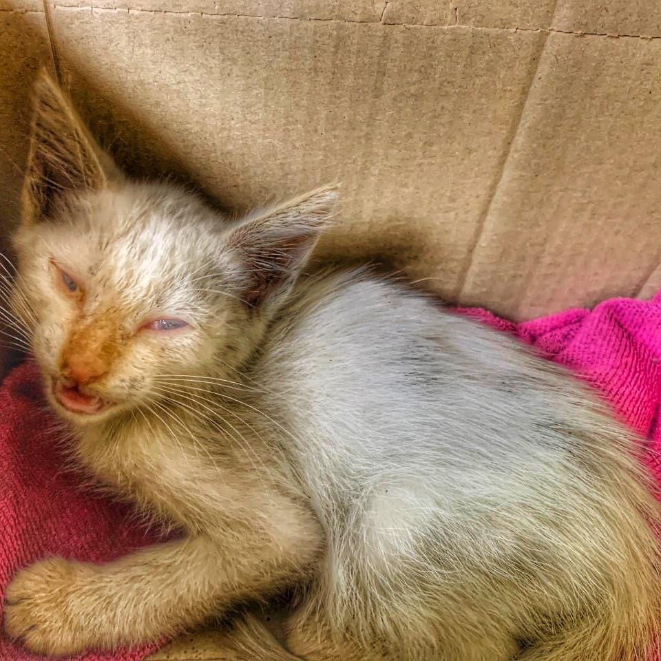 Котёнок в день поступления в приют. 