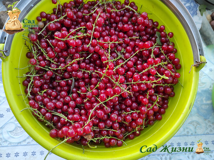 Компот из красной смородины с апельсином