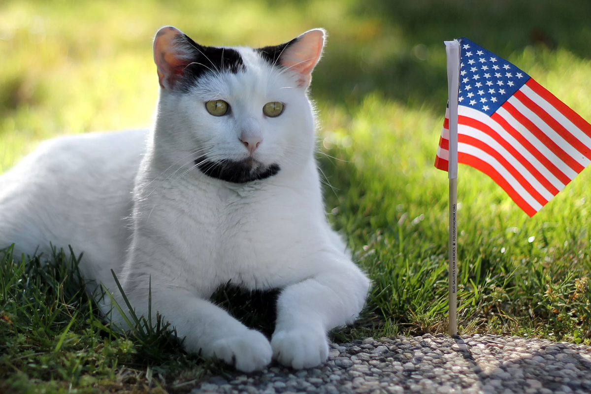 Купить американскую кошку. Американская кошка. Кот американец. День кошек в США. Америка Америка кошка.