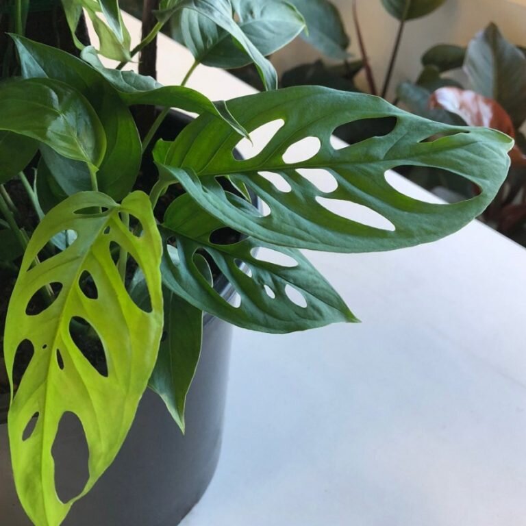 Монстера Манки Маск