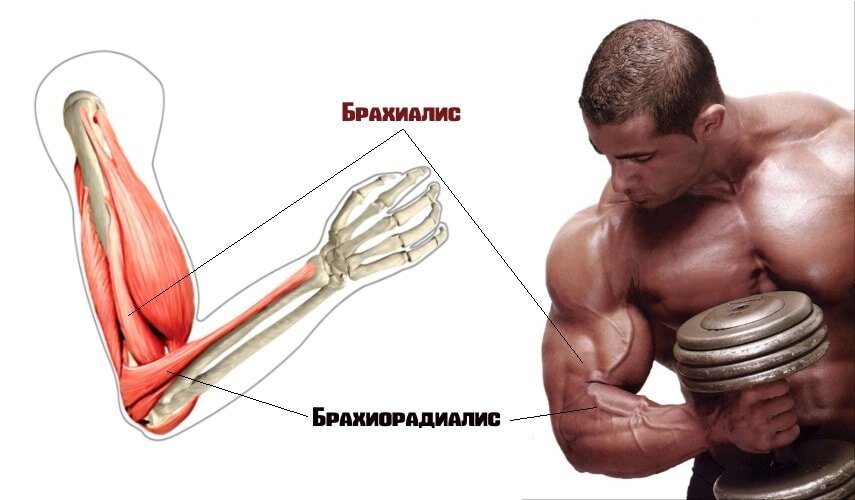 Упражнения на брахиалис
