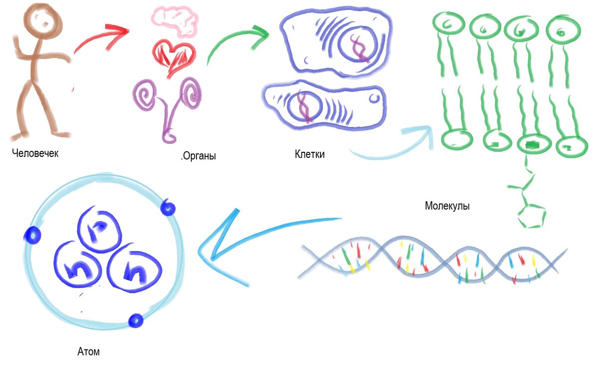Схема разбора человека на атомы