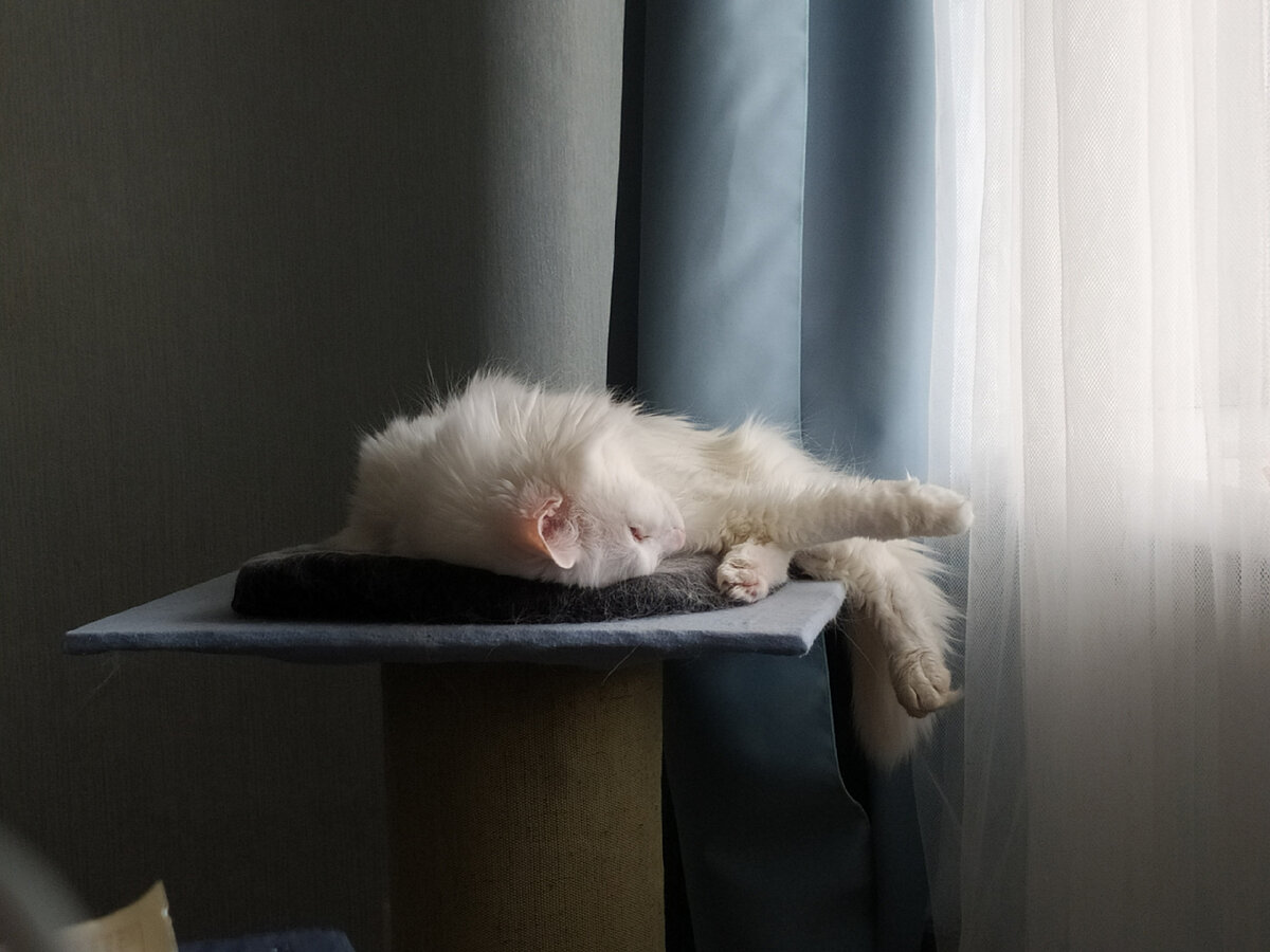 Кот к ванной не имеет отношения, но уж больно он фотогеничный