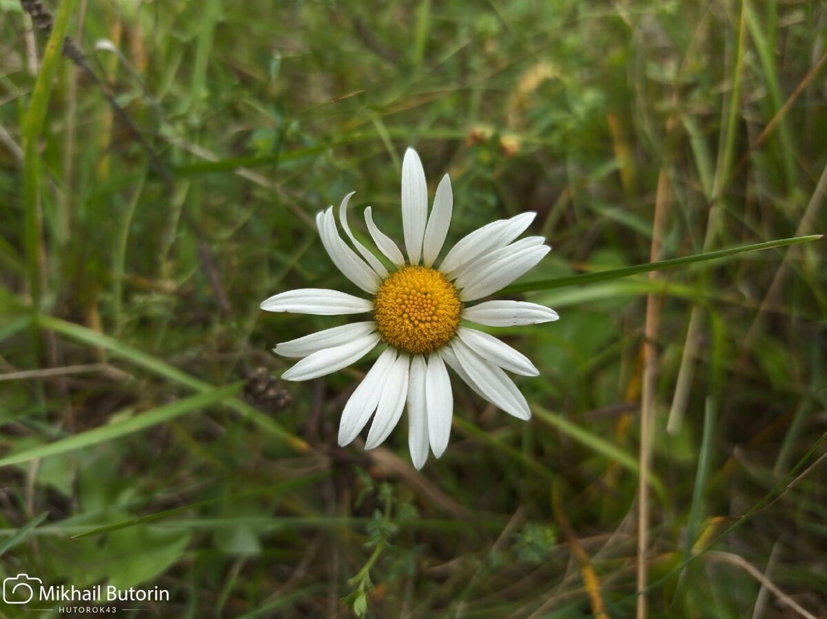 Осенняя ромашка. 