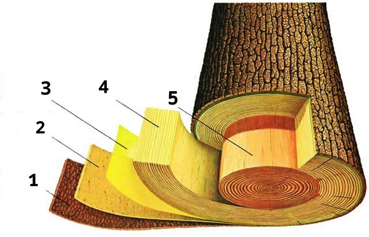 Участок коры сохранившийся на поверхности шпона