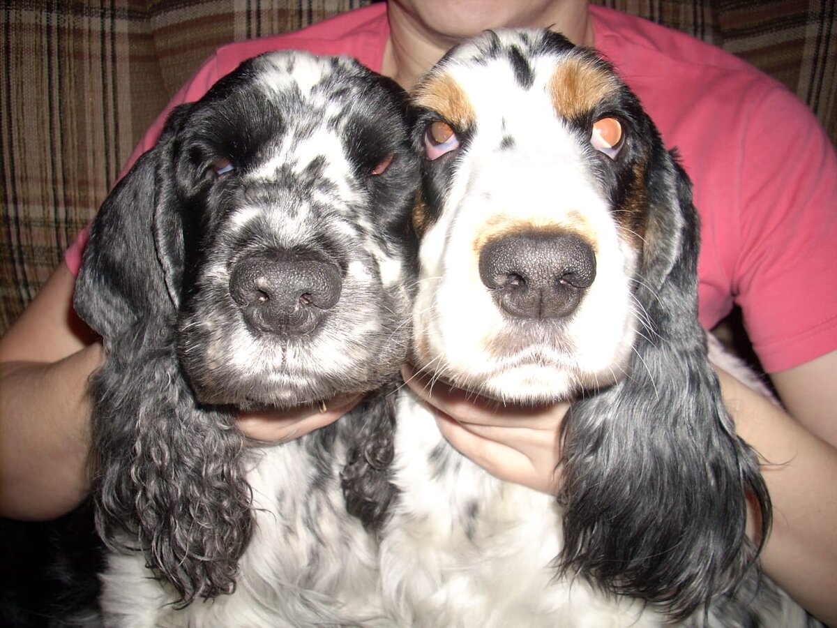 Две моих красавицы!