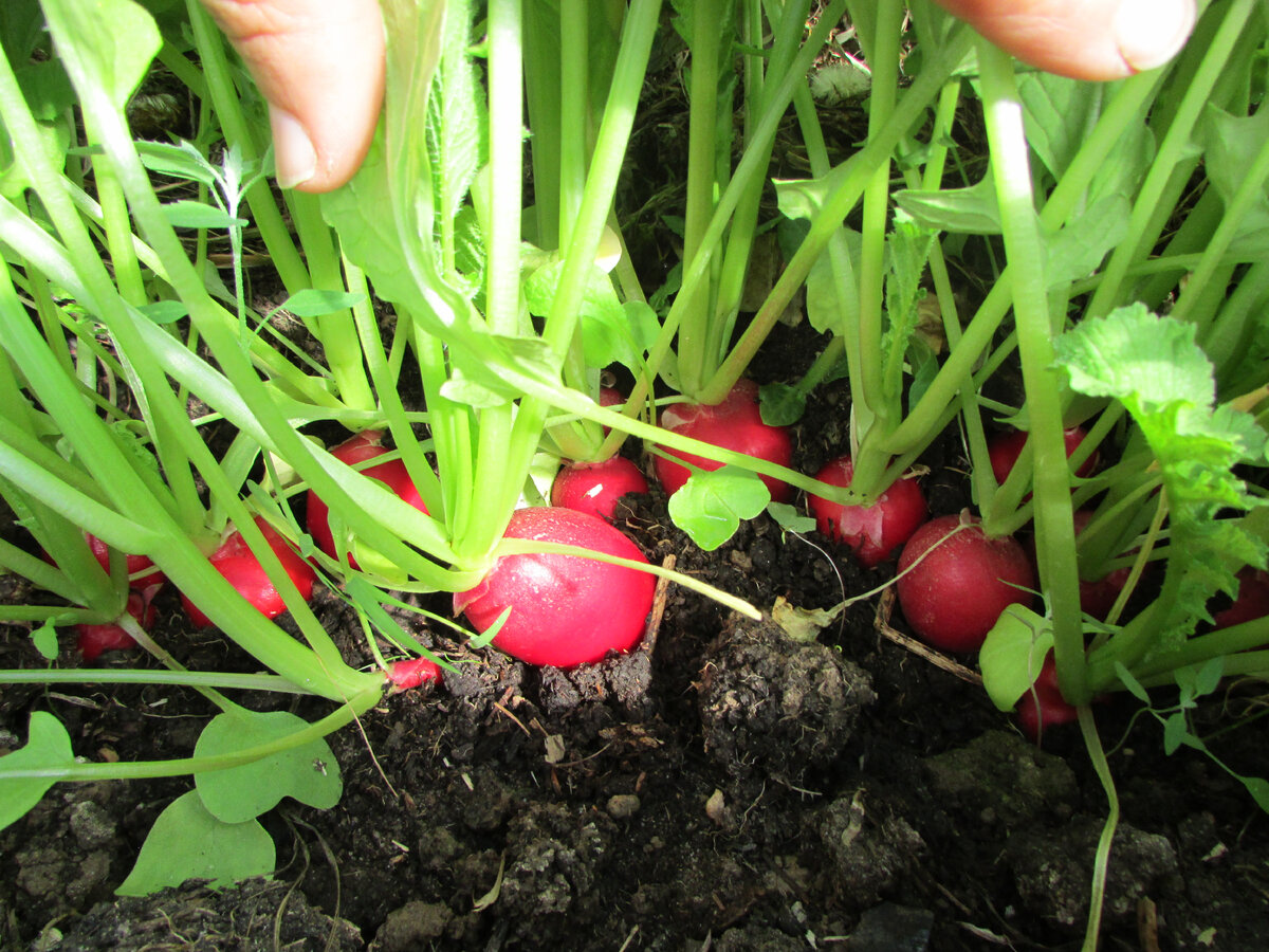 Редис на подоконнике. Редис в теплице. Не завязалась редиска. Редис ушел в стрелки. Кто ест редиску в теплице.