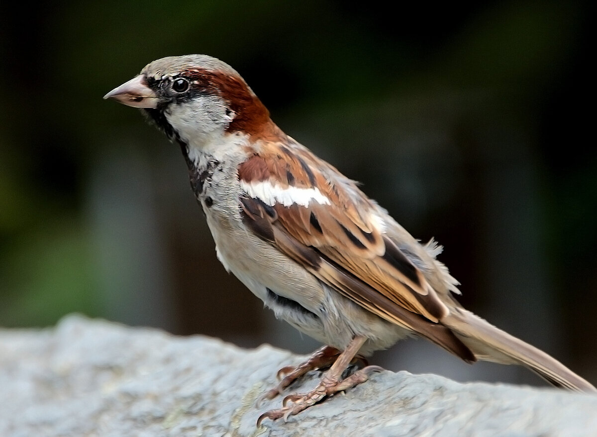 Фото из интернета. Воробей.