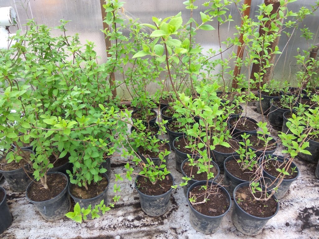 Для посадки саженцев есть свое время (фото с сайта grounde.ru)