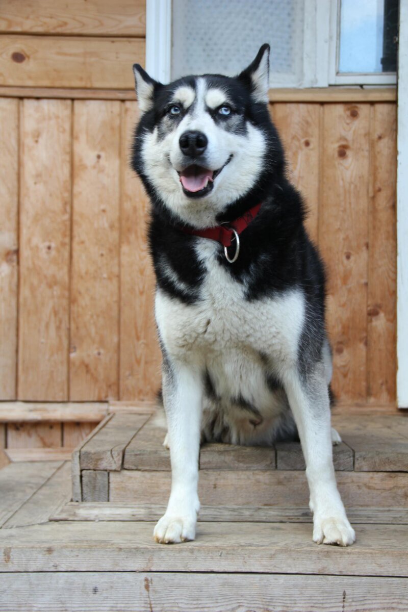 Варяг. Основатель питомника. 