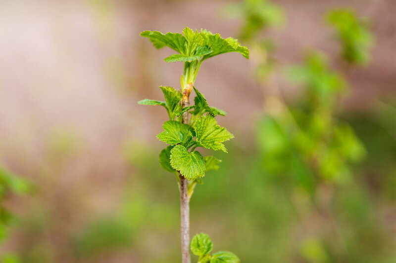 Посадка и выращивание крыжовника