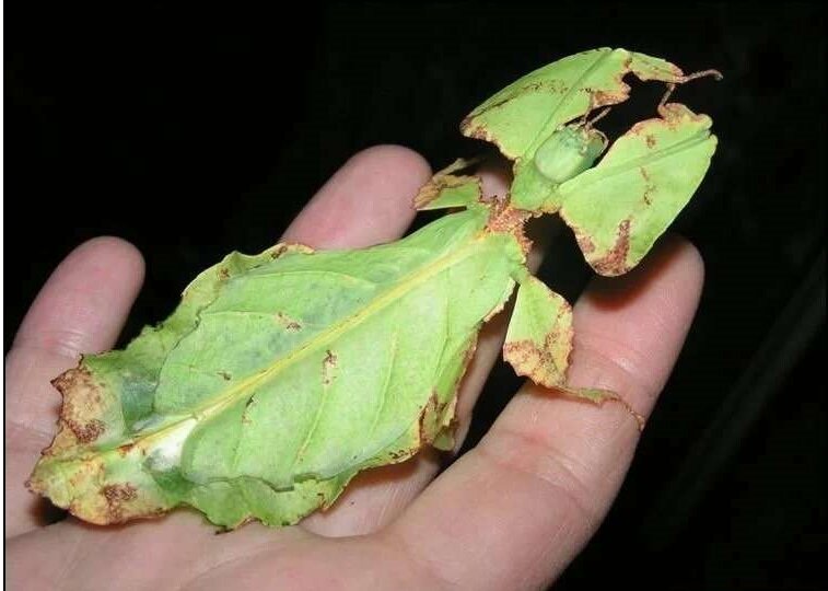 Насекомые — одни из самых незаметных, но в то же время самых многочисленных обитателей Земли.