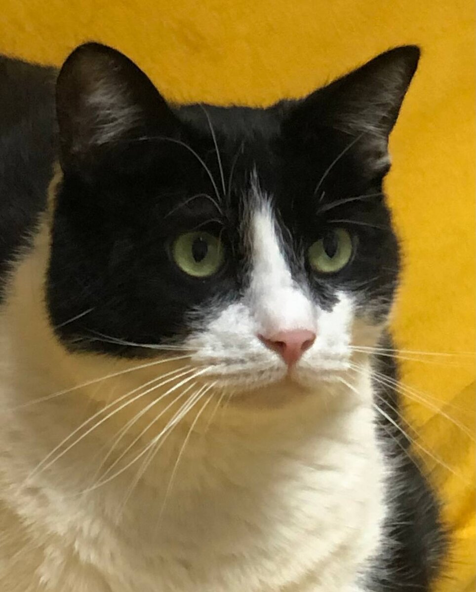 В жизни Кузя совсем не такой строгий - это он зажат на фотосессии. Как и все модели сначала