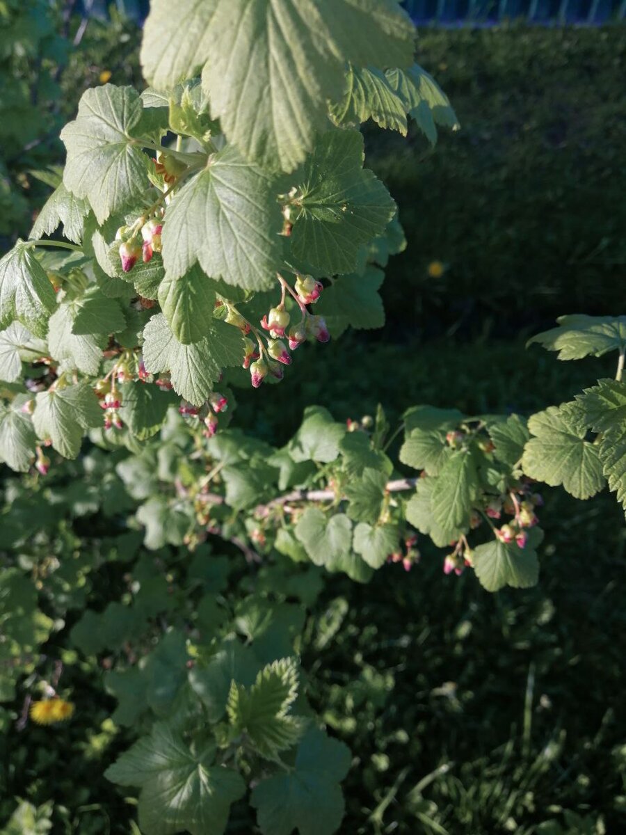 Смородина зацветает