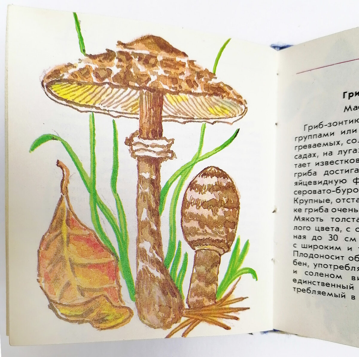  С появлением науки биологии появилась ботаническая иллюстрация. Начало иллюстрированию ботанических книг в России было положено в первой половине XVIII века.-2