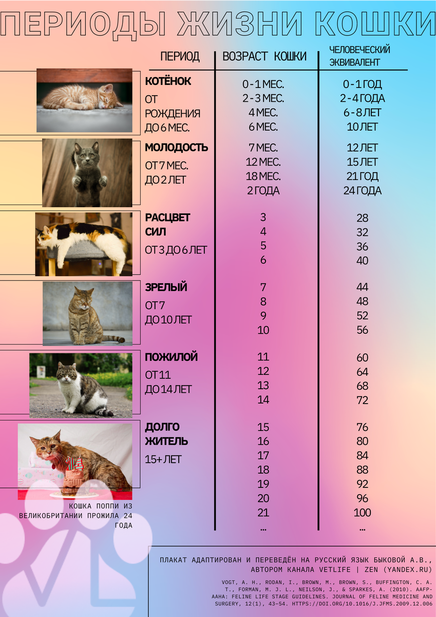 На просторах интернета огромное количество теорий о сопоставлении кошачьего и человеческого возрастов.-2