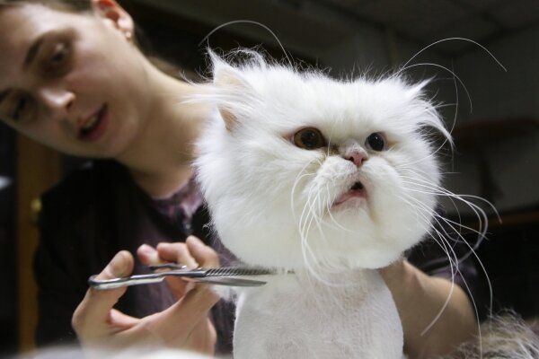 Фото: РИА Новости/Виталий Белоусов