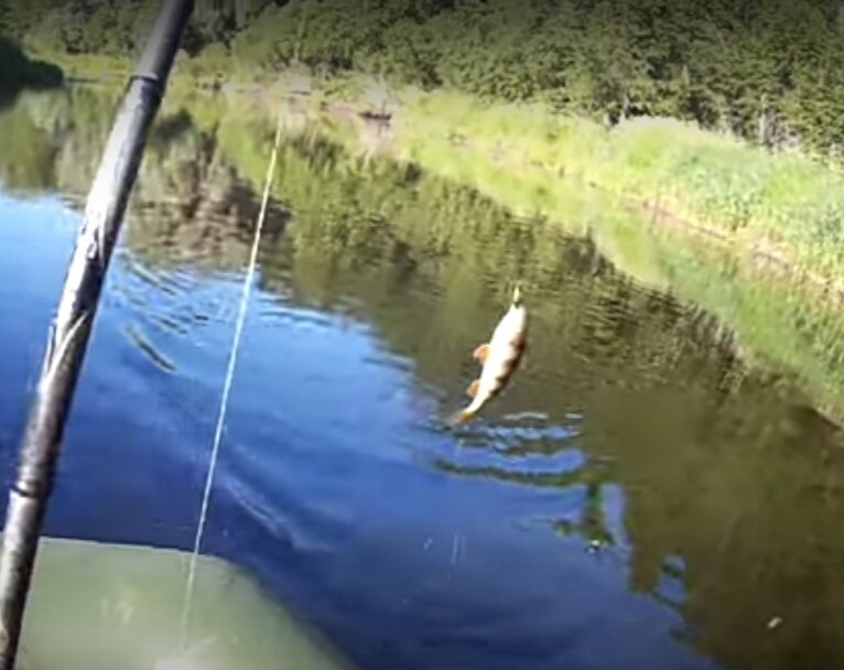 Окунь 200 грамм на Меппс