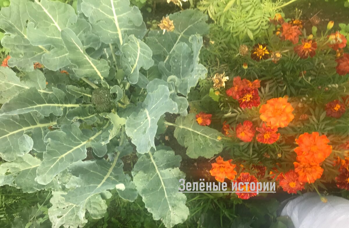 Нравится выращивать брокколи с бархатцами