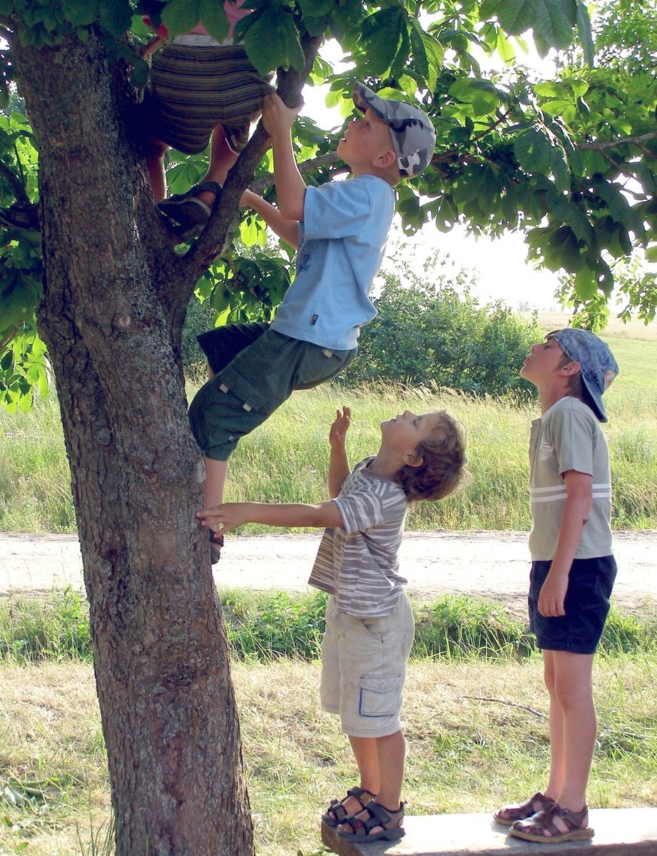 Дерево для детей