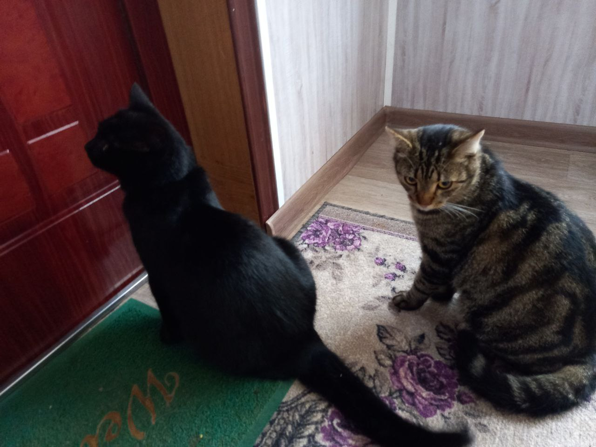 Кусик - старший и Плюшик - младший. Два кота, два брата просятся на улицу, а там ливень.