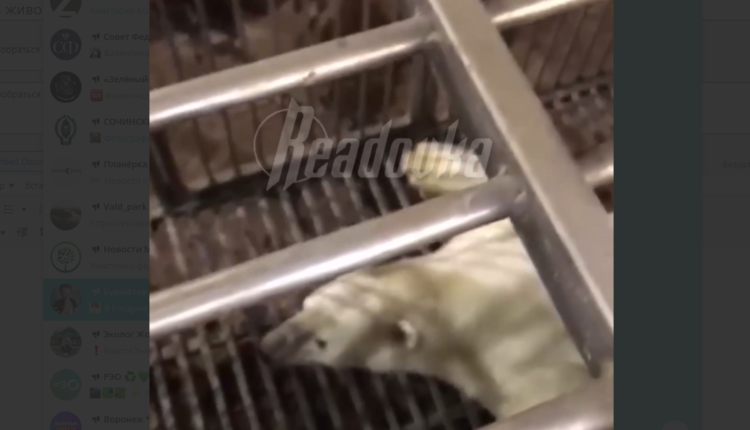 Скриншот видео