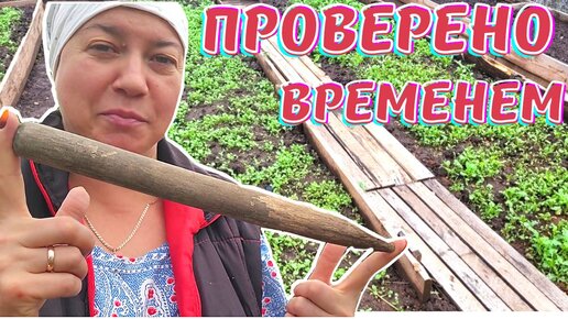 ПОСАДКА ОЗИМОГО КРУПНОГО ЧЕСНОКА | Лара Лапкина-жизнь без суеты | Дзен