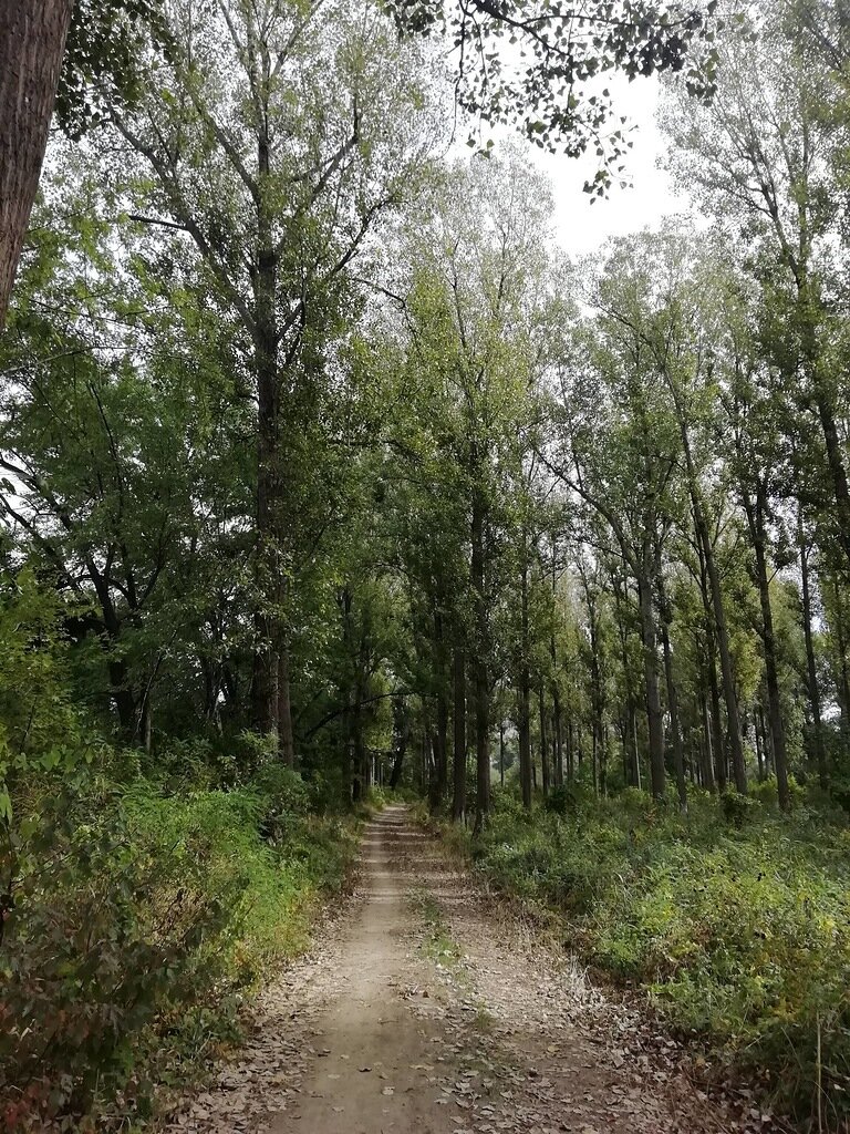 Такой лес по берегам реки Кубань. Второго октября гулял