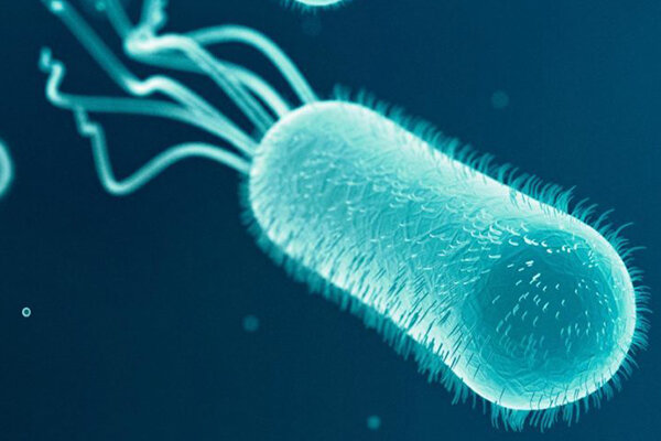 Например, кишечная палочка E.coli несёт по одному из каждого типа антигенов – О, Н и К, которые весьма разнообразны в пределах вида. Так, у E.coli описано 173 вида О-антигена, 56 Н-антигенов и 80 К-антигенов.