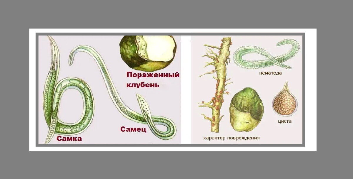 свободноживущие почвенные нематоды.