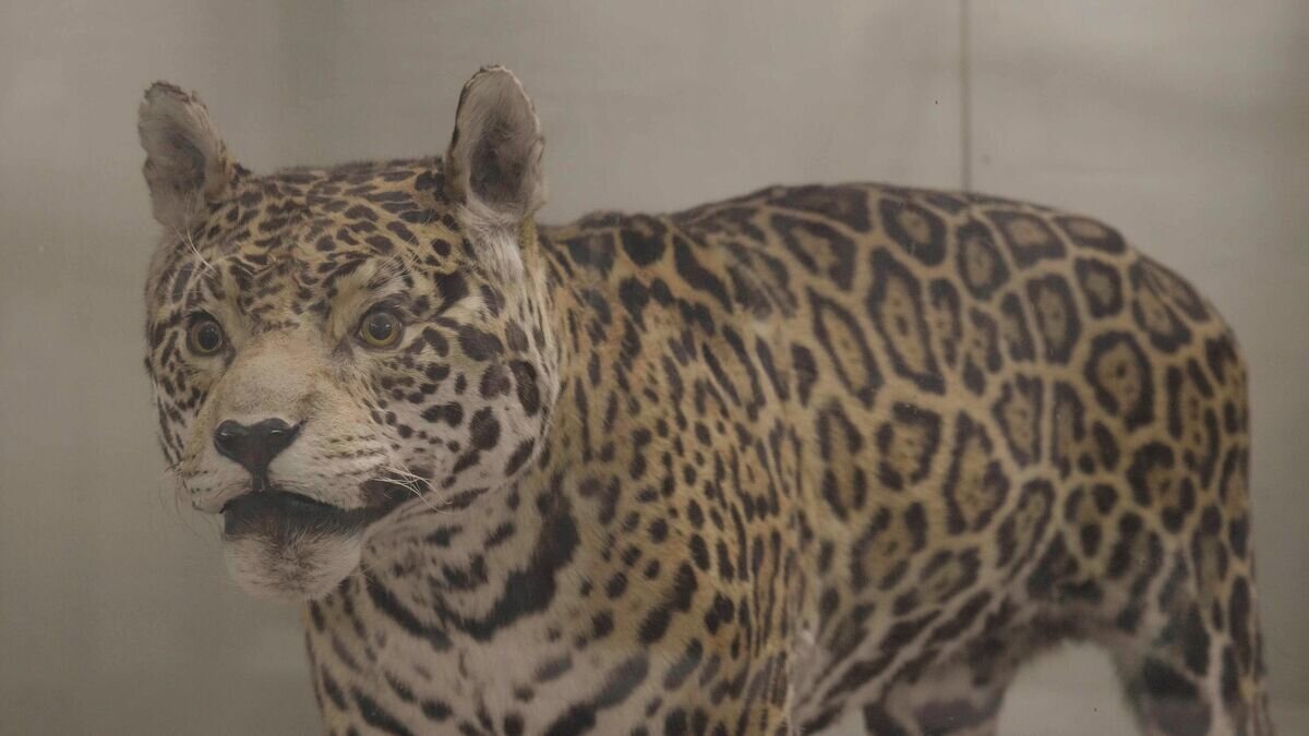    Выставка Алини Шавиер Минейру Алварес "Экспедиция Лангсдорфа. На ваших глазах"© Фото предоставлено пресс-службой музея-заповедника "Царицыно"