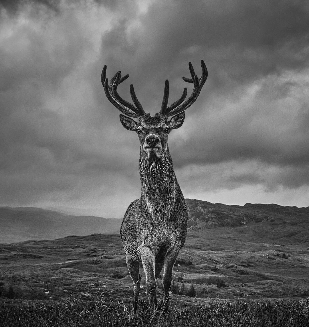  David Yarrow Photography /    / * 1966 (      )