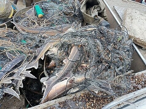 Фото: Волго-Камское ТУ Росрыболовства.