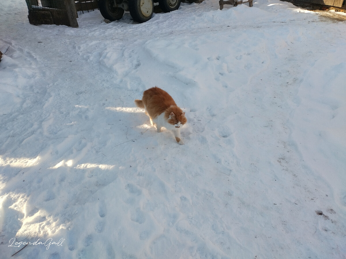 Сонька чешет. мелкими перебежками, от одного солнечного пятна до другого.