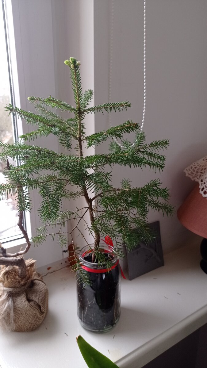 Елочка из леса