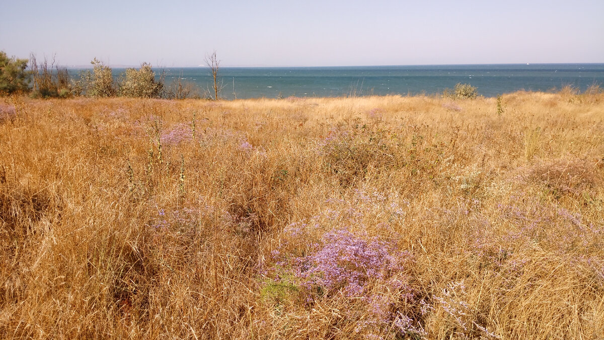 Статица в степи.