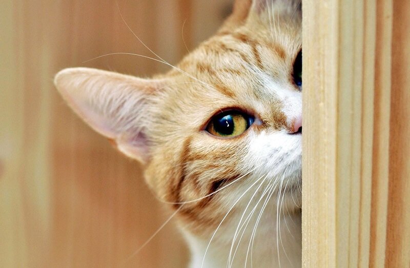 Фото из Интернета. 