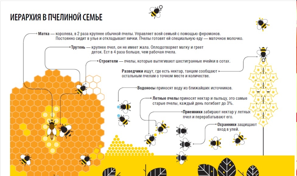 Из чего строят дом пчелы Строительство улья – сложный процесс, поскольку для воспроизводства сложных шестигранных фигур – сот, пчелке нужно сделать сначала восковые пластинки. Соединяются они между собой специальным клеевым составом – прополисом, который включает в себя смолу деревьев. Такая картинка — пчела для детей и соты изображаются шестиугольником.

Пчелиные соты изначально имеют приятный светлый цвет, но проходит какое-то время, и соты темнеют, что означает: пора заменить эти домики для меда и личинок.

Когда стоит бояться пчел
Рабочие пчелы никогда не станут нападать на человека без видимой на то причины. Чего не переносят пчелы и становятся агрессивными и опасными:

Запах спиртного, в том числе резкий аромат одеколона, и даже пот может привести к тому, что весь пчелиный рой может пойти в атаку на человека.
Аромат животных, которых они считают врагами: козы, собаки, лошади для них прямой сигнал к нападению.
Когда стоит бояться пчел фото