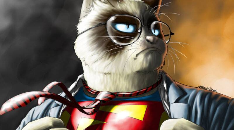 Супер кот дзен. Котёнок аби. Супер кот животное. Супер кот дзен. Супер кот дзен.